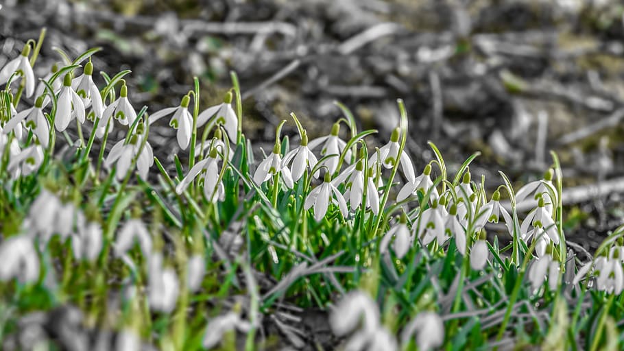 spring, snowdrop, flower, plant, nature, blossom, bloom, signs of spring HD wallpaper