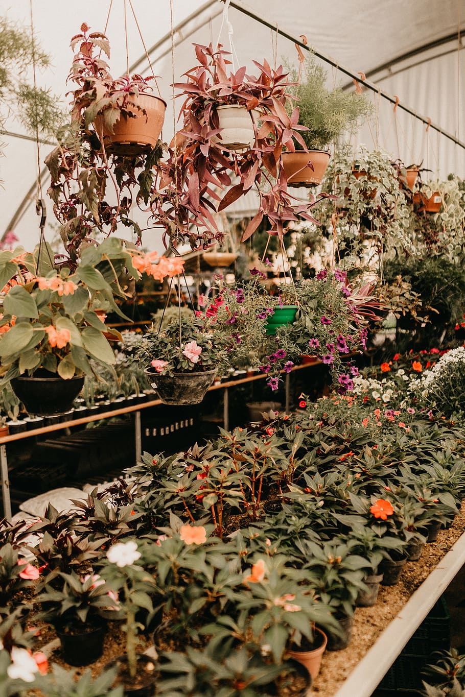green plants on assorted-colored pots, flowering plant, growth HD wallpaper