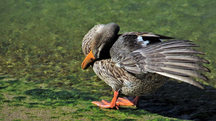 duck, wing, plumage, animals, crossword, bill, in the water HD wallpaper