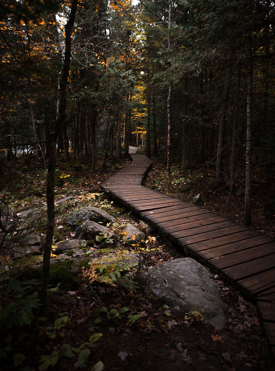 empty pathway through the woods, tree, plant, forest, direction HD wallpaper
