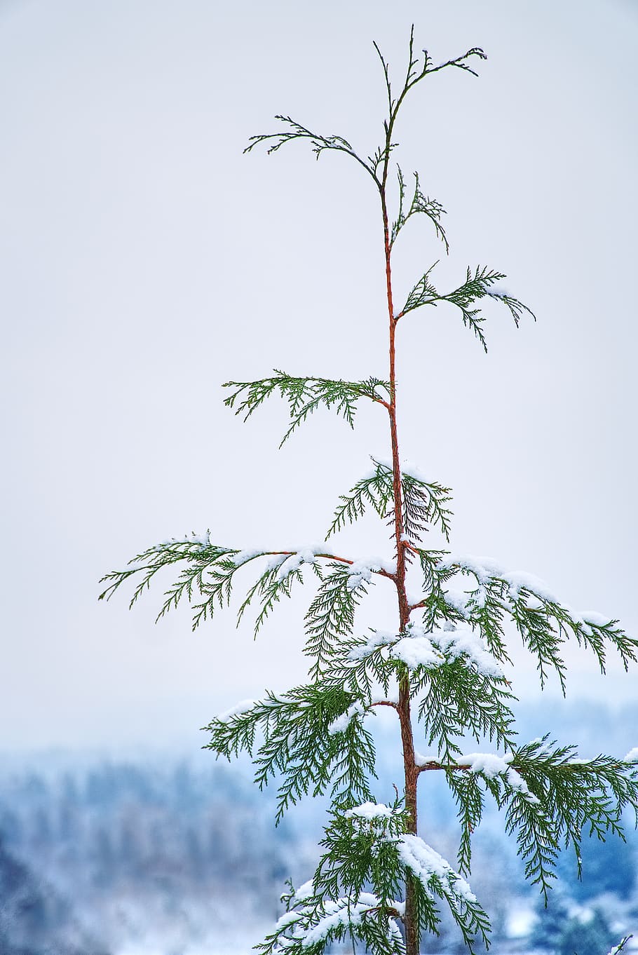 Photo of Plant Covered With Snow, blur, branches, close-up, cold HD wallpaper