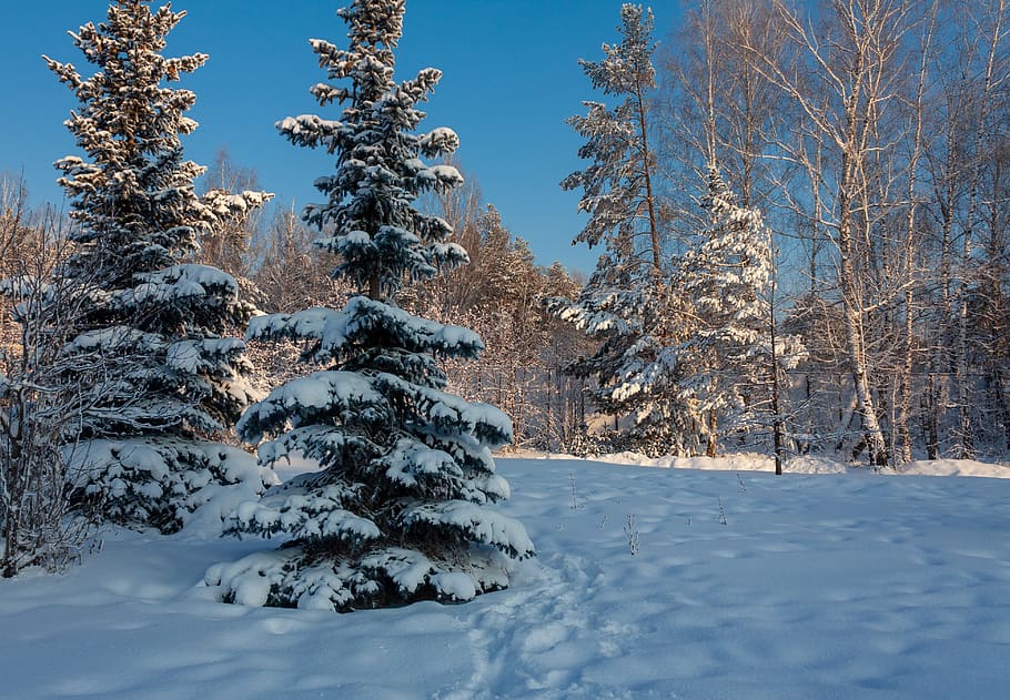 nature, forest, winter, trees, snow, landscape, mystic, the picturesque HD wallpaper