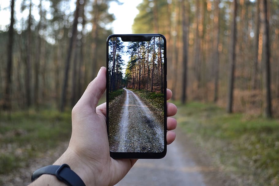 human hand, holding, one person, real people, tree, focus on foreground HD wallpaper