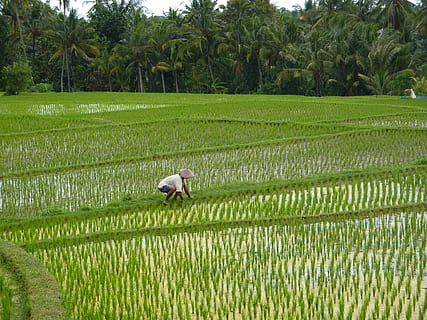 indonesia, ubud, plant, growth, agriculture, field, green color HD wallpaper