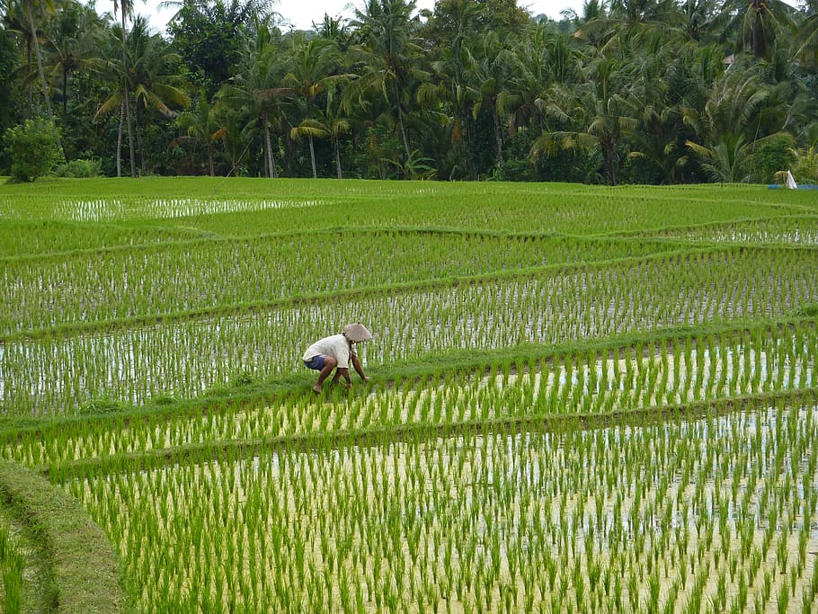 indonesia, ubud, plant, growth, agriculture, field, green color, HD wallpaper