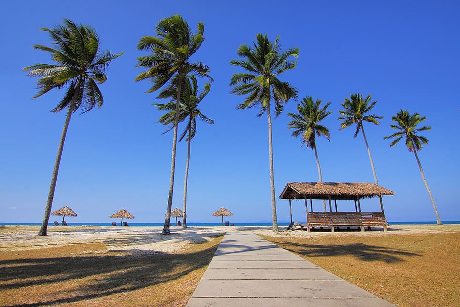 coconut, tree, nature, plant, green, leaves, beach, blue, ocean HD wallpaper
