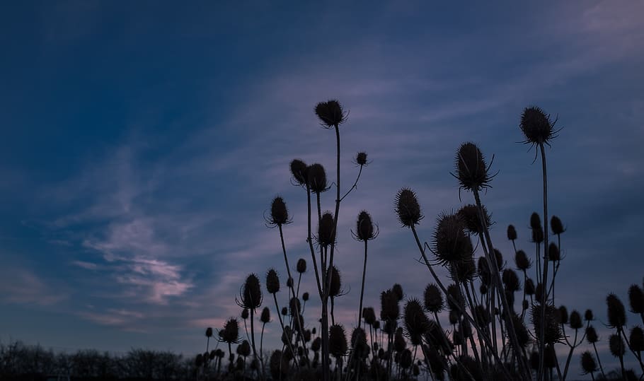 sky, landscape, plant, beauty in nature, cloud - sky, growth HD wallpaper