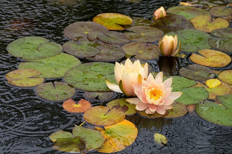 Hd Wallpaper Water Lily Flowers In A Lily Pad Flowing In A Koi