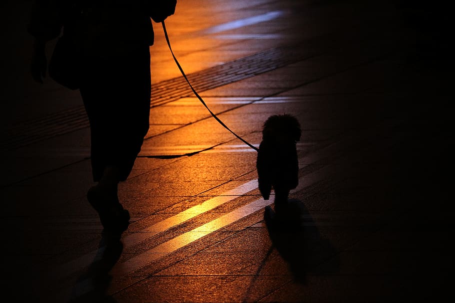 walking, city, shadow, silhouette, people, sunset, real people HD wallpaper