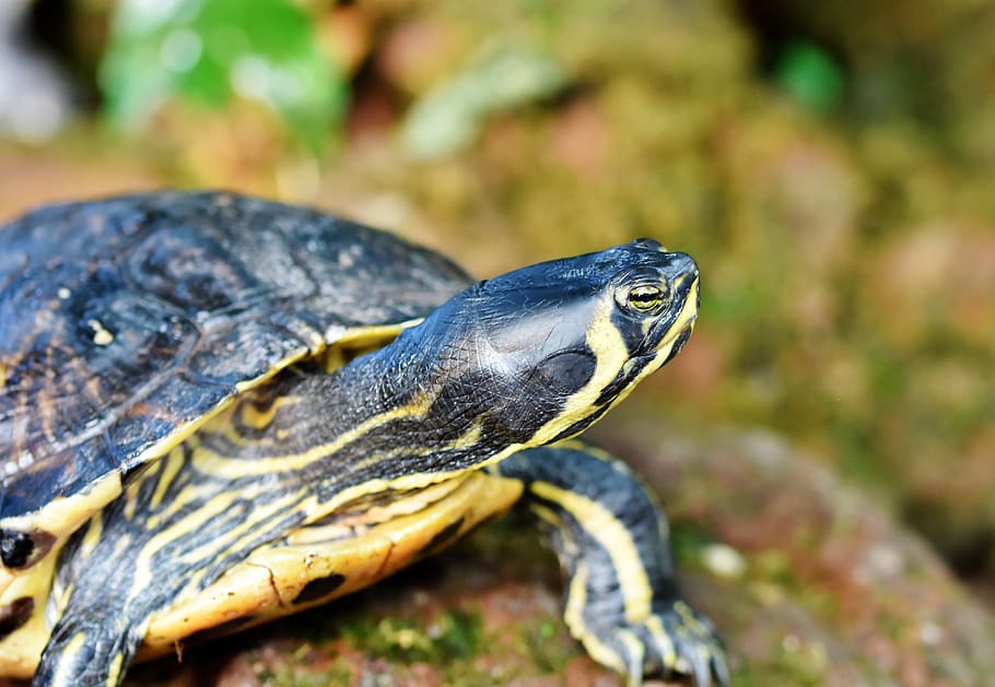 water turtle, reptile, tortoise shell, armored, pond, panzer HD wallpaper