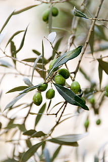 round green fruits, plant, food, citrus fruit, lime, leaf, droplet HD wallpaper