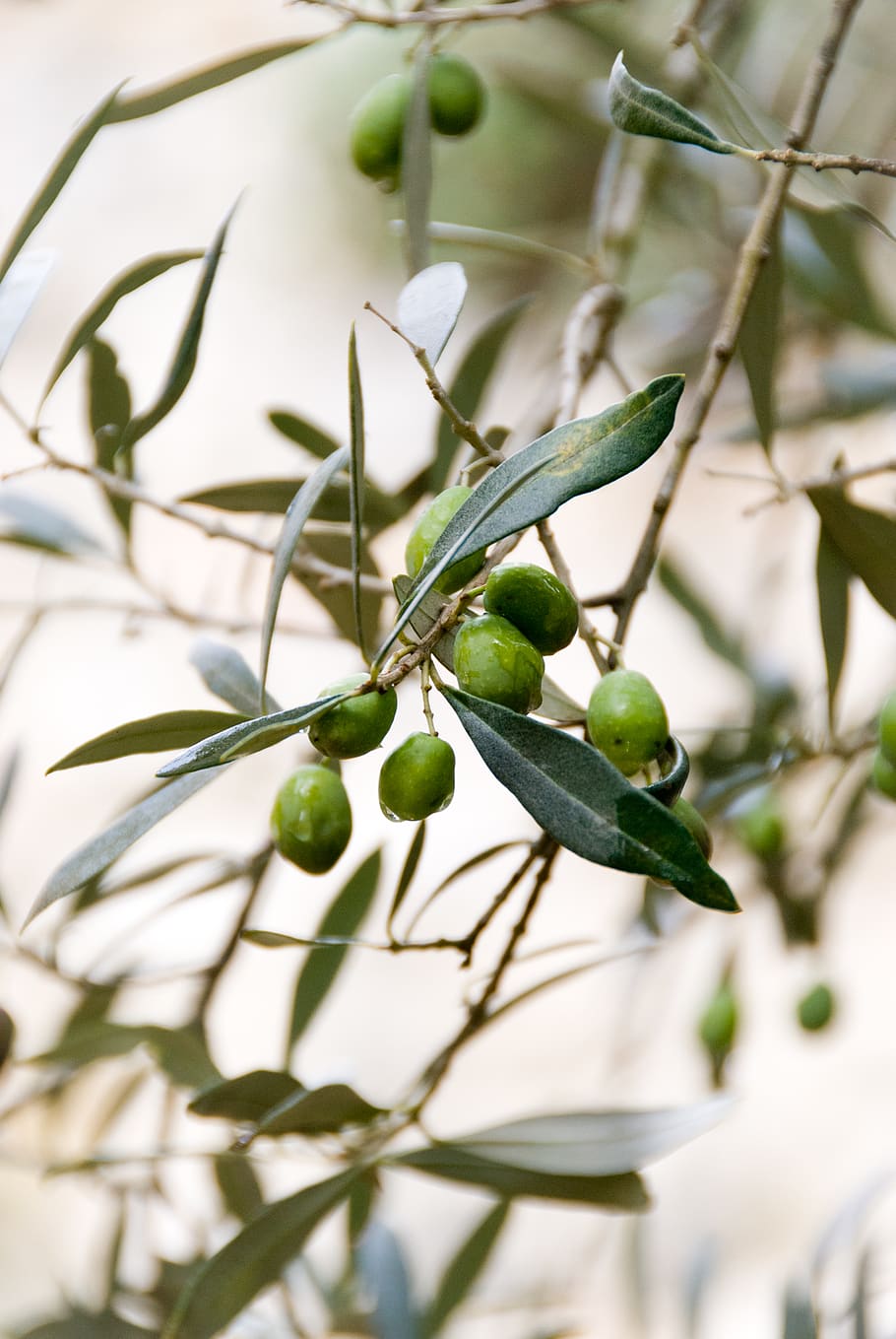 round green fruits, plant, food, citrus fruit, lime, leaf, droplet HD wallpaper