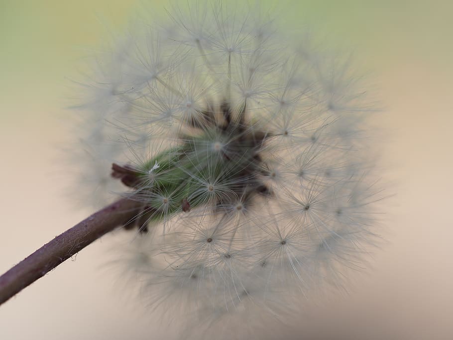 dandelion, plant, flower, fragility, vulnerability, flowering plant HD wallpaper