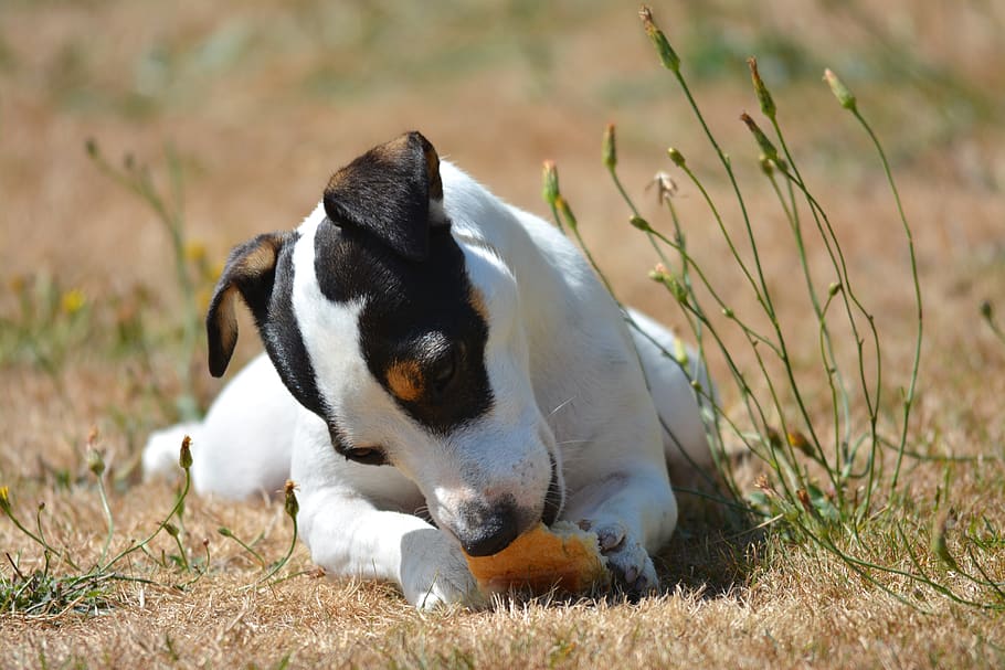 dog, animals, jack russel, bread, terrier, cute, one animal HD wallpaper