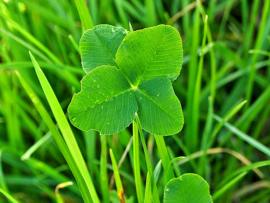 270 Lucky Trees ideas in 2023  clover leaf good luck wishes good luck  quotes