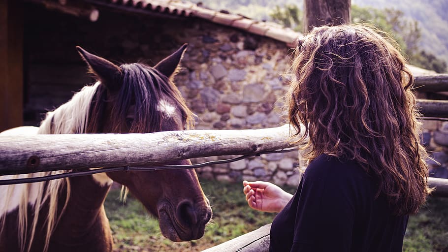 spain, berga, livestock, mammal, domestic, domestic animals HD wallpaper