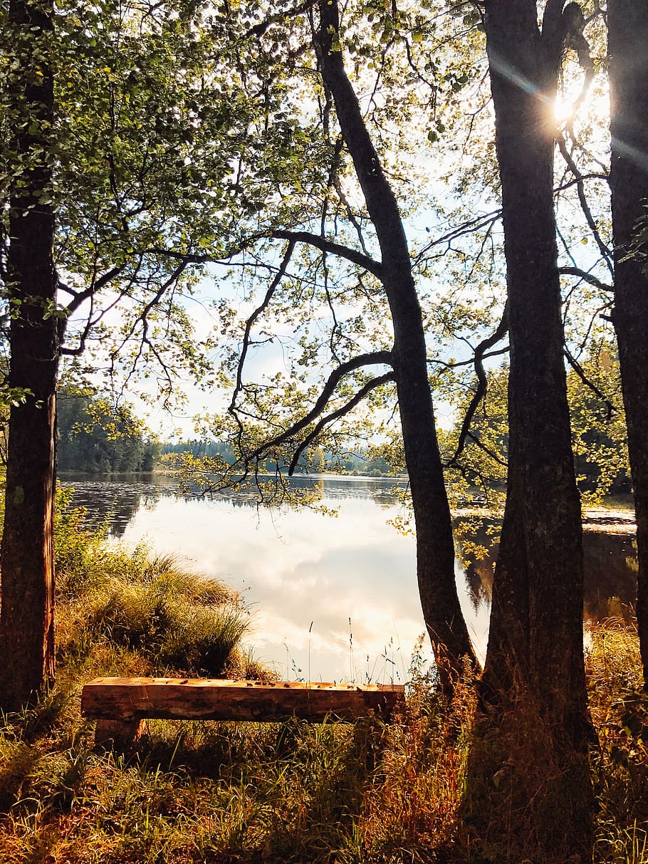 sweden, taberg, trees, forrest, lake, plant, nature, tranquility HD wallpaper