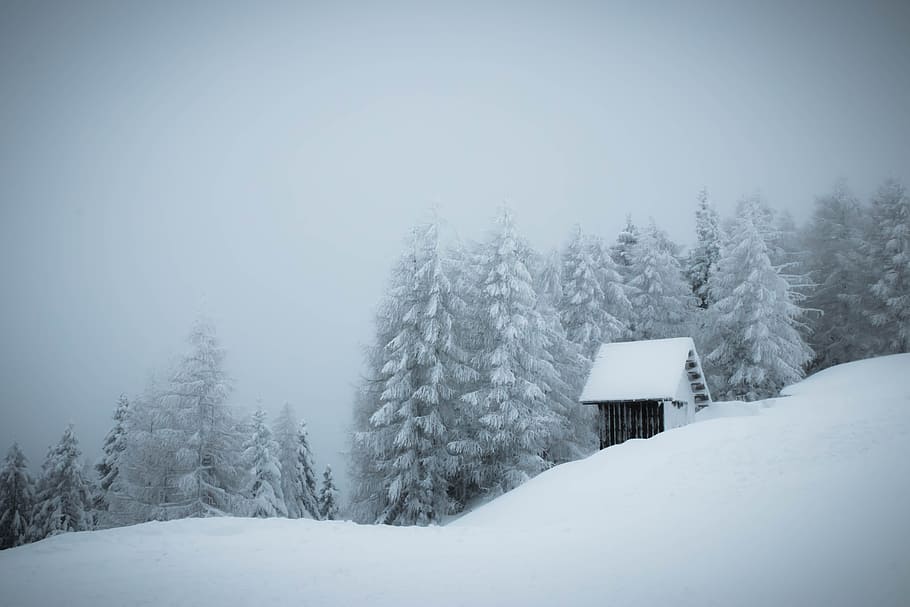 white snow path, winter, fog, cloud, cabin, tree, forest, woodland HD wallpaper