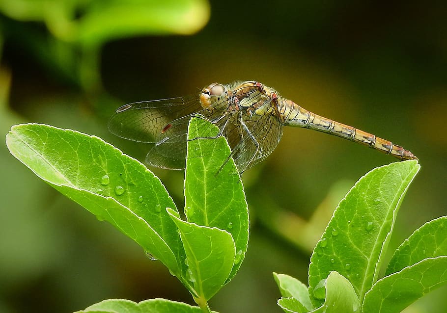 nature, bug, sheet, close, outdoor, animal kingdom, wildlife HD wallpaper