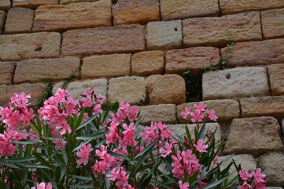 bricks, nerium oleander, flowers, pink, wall, plants, summer HD wallpaper
