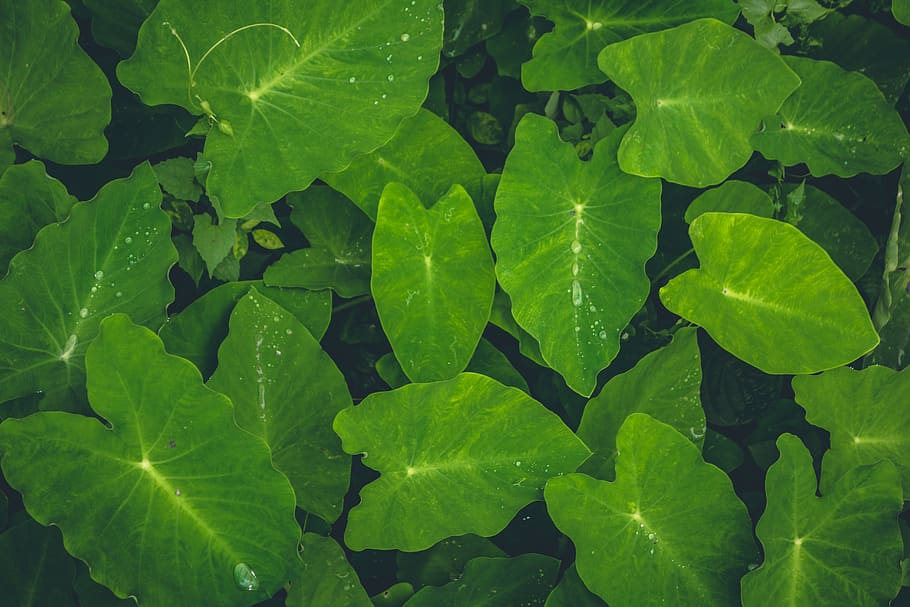 india, kerala, green color, plant part, leaf, growth, full frame HD wallpaper