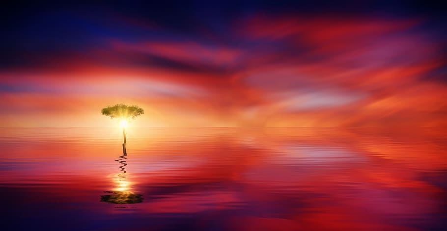 sunset, ocean, tree, light, sea, water, sky, landscape, dusk HD wallpaper