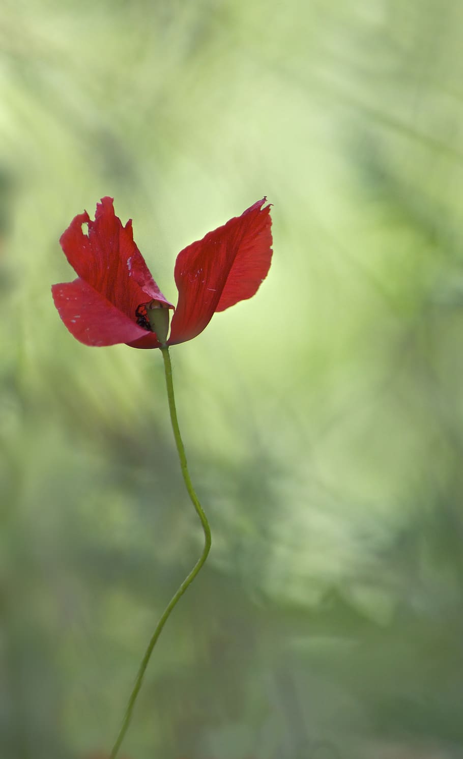 red petaled flower, plant, blossom, geranium, leaf, poppy, veins HD wallpaper