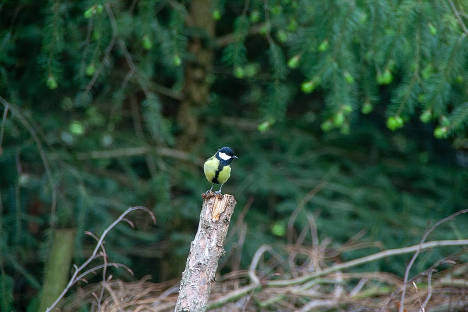 bird, wild, animel, focus, vögel, details, nature, animal wildlife HD wallpaper