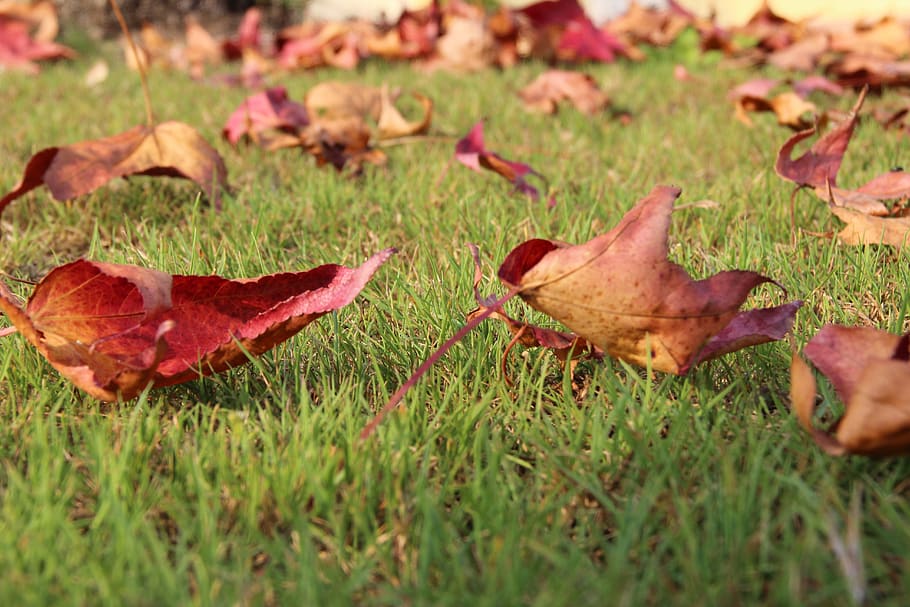 leaves, grass, nature, leaf, green, natural, garden, summer, HD wallpaper