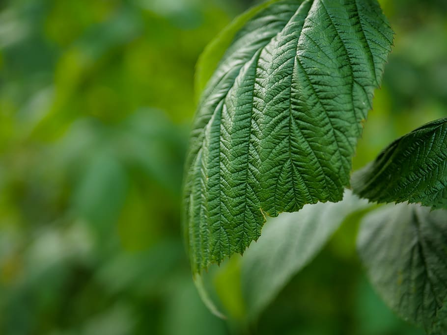 leaf, plant, veins, green, jar, vase, pottery, food, fruit HD wallpaper