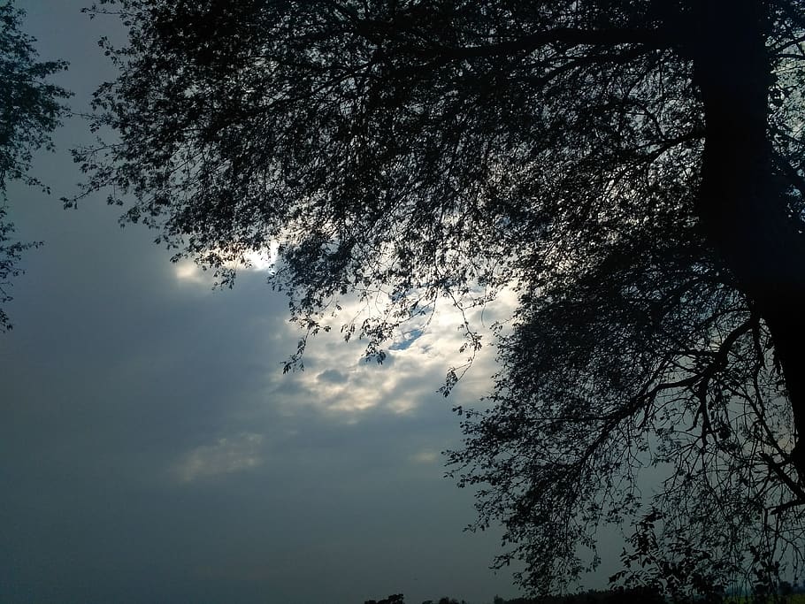 flare, light, silhouette, nature, outdoors, weather, tree, plant HD wallpaper