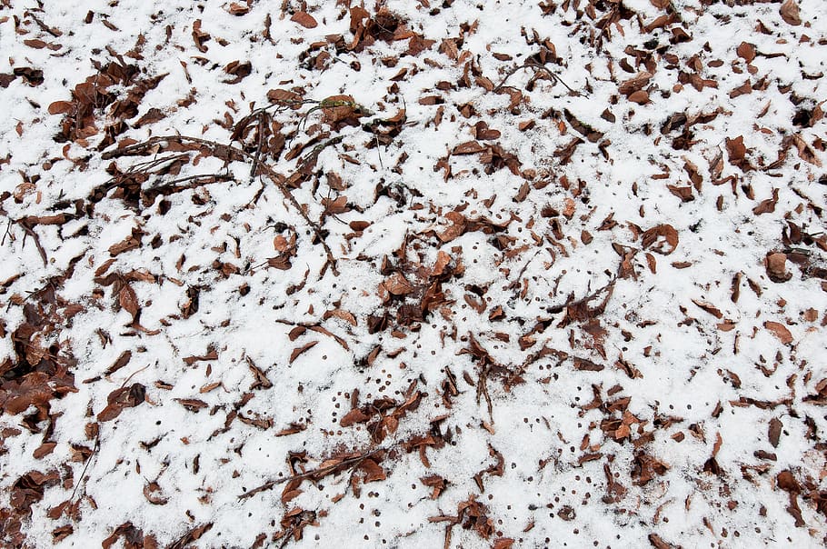 texture, forest floor, winter, snow, structure, pattern, nature HD wallpaper