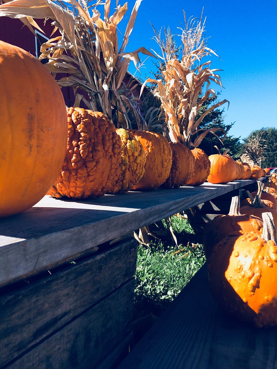 apple picking, fall, pumpkin, food and drink, healthy eating HD wallpaper