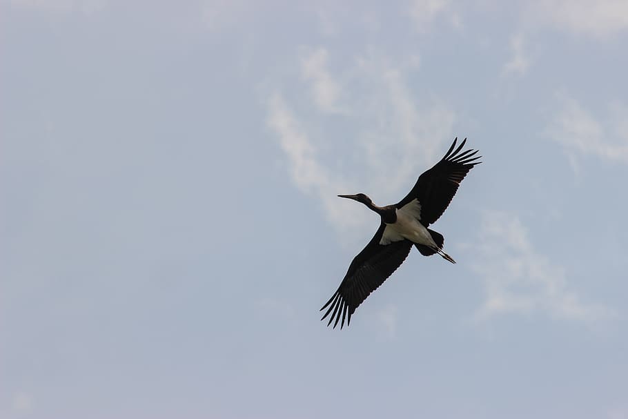 germany, burgk, clouds, bird, crane, flying, sky, animals in the wild HD wallpaper