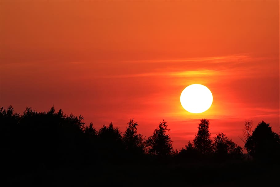 sunset, forest, landscape, in the evening, twilight, sky, beauty in nature HD wallpaper