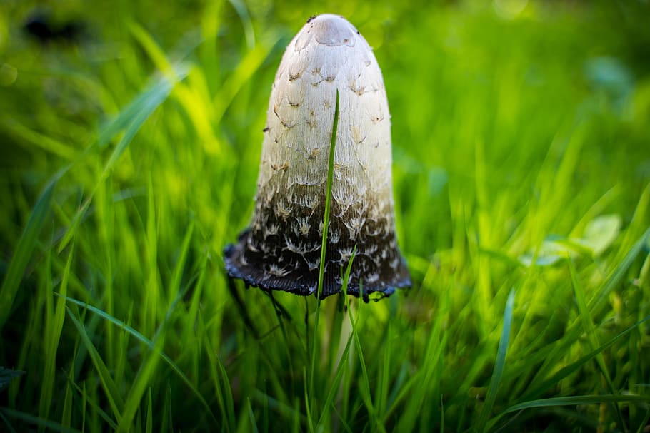 mushroom, poisonous mushroom, welker mushroom, green, white, HD wallpaper