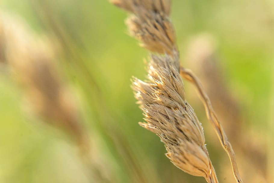 green, grass, seeds, summer, spica, food, plant, growth, close-up HD wallpaper