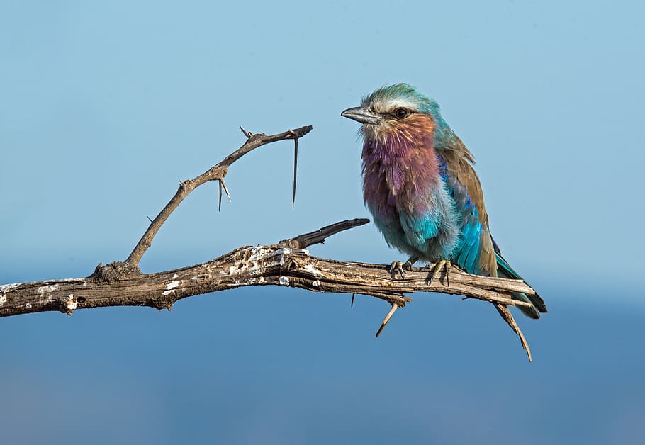 bird perched on tree branch, animal wildlife, animal themes, one animal HD wallpaper