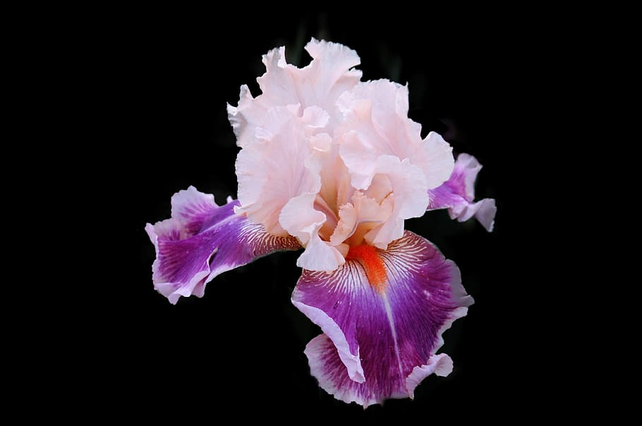 flower, iris, plants, garden, nature, color, summer, colorful HD wallpaper