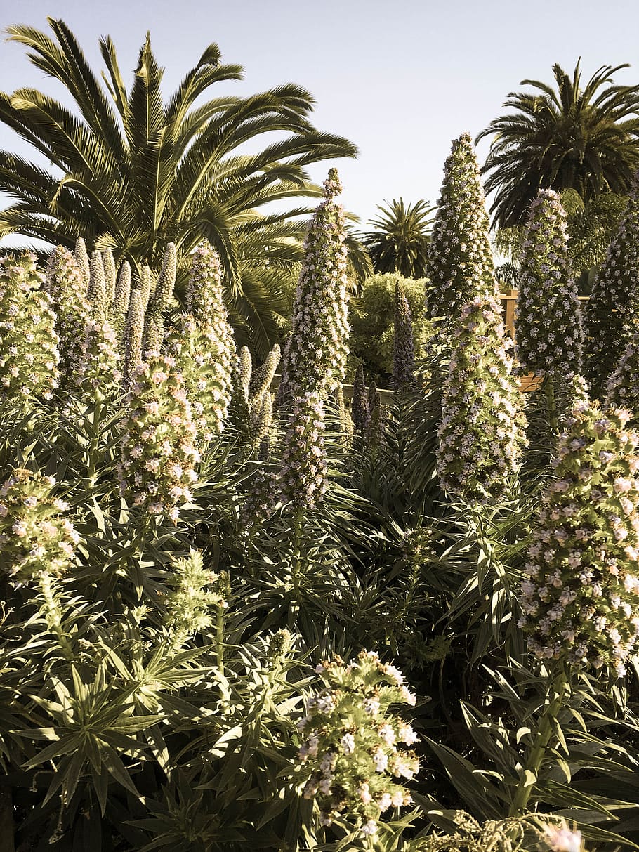 tree, summer, sunshine, palm tree, flowers, growth, plant, nature HD wallpaper