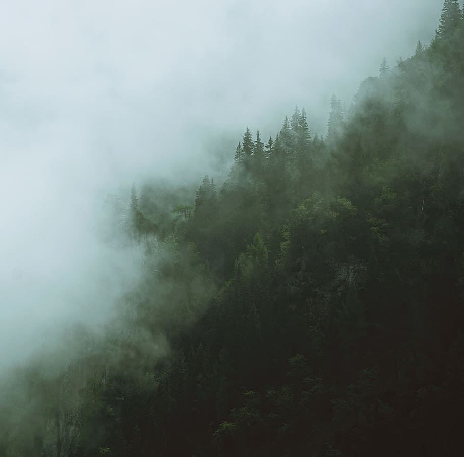forest covered in white fog, mountain, tree, cloud, mist, outdoors, HD wallpaper