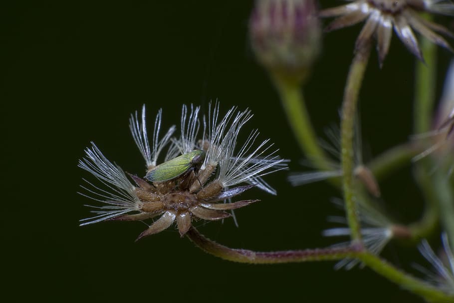 bug, macro, insect, nature, fly, bee, wildlife, animal, eye HD wallpaper