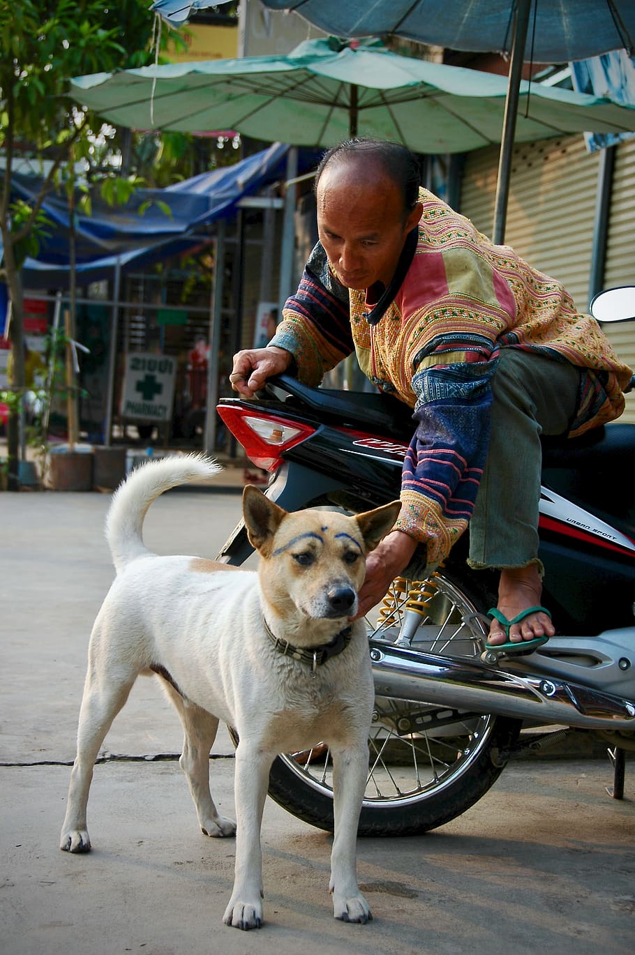 dog, onlyone, mammal, domestic animals, canine, real people HD wallpaper