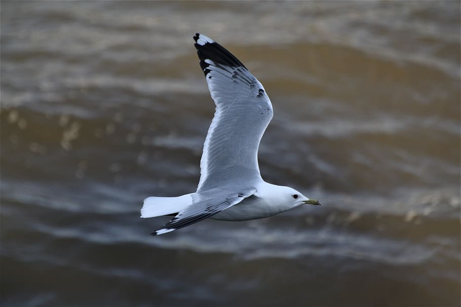 gull, catch, elbe, hamburg, hamburgensien, oats motives, bird HD wallpaper