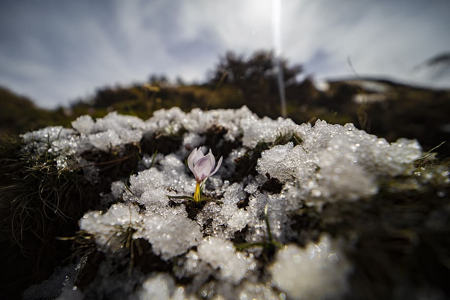 snowdrop, flower, spring, white, close, snow flower, beauty HD wallpaper