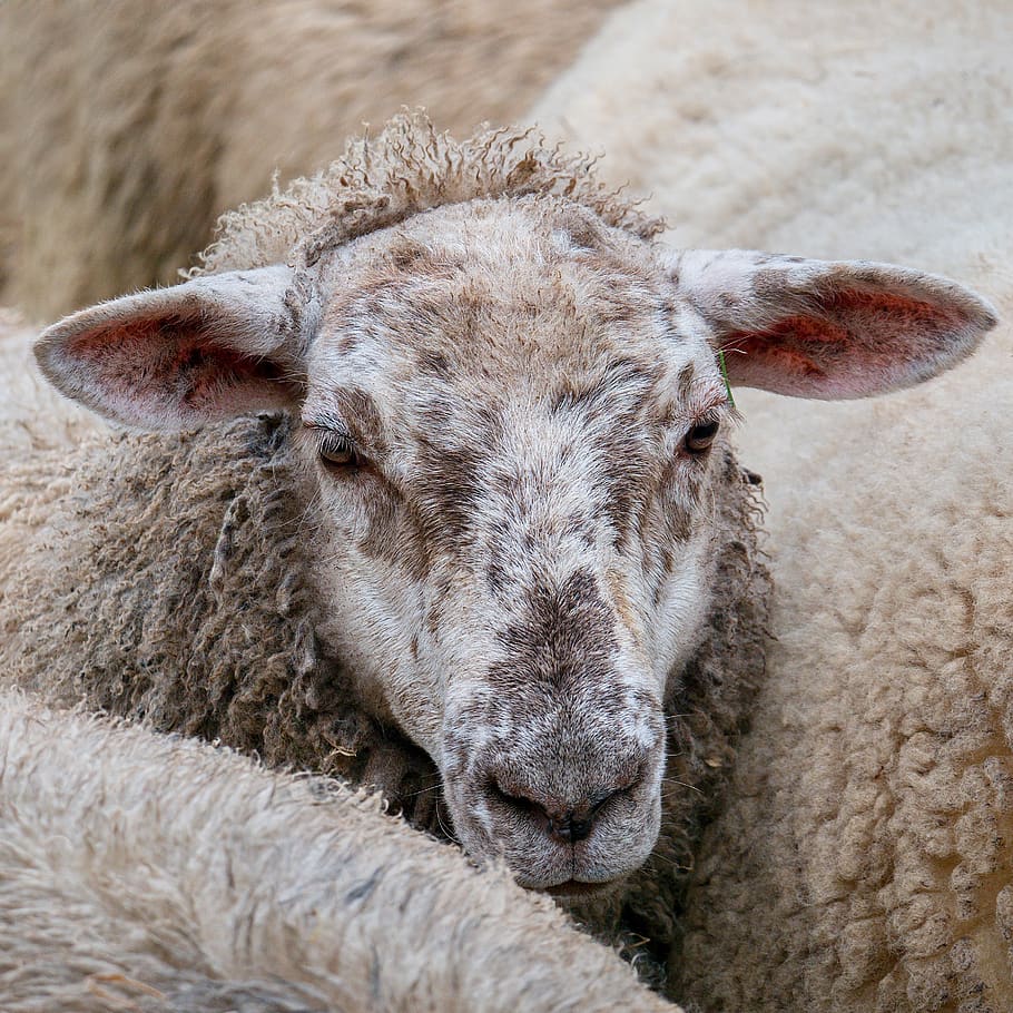 sheep, herd, wave, animals, mammal, nature, countryside, group HD wallpaper