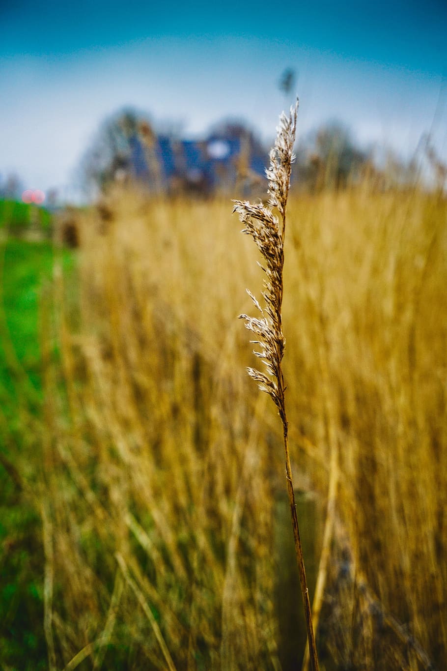 plant, growth, tranquility, close-up, focus on foreground, nature HD wallpaper