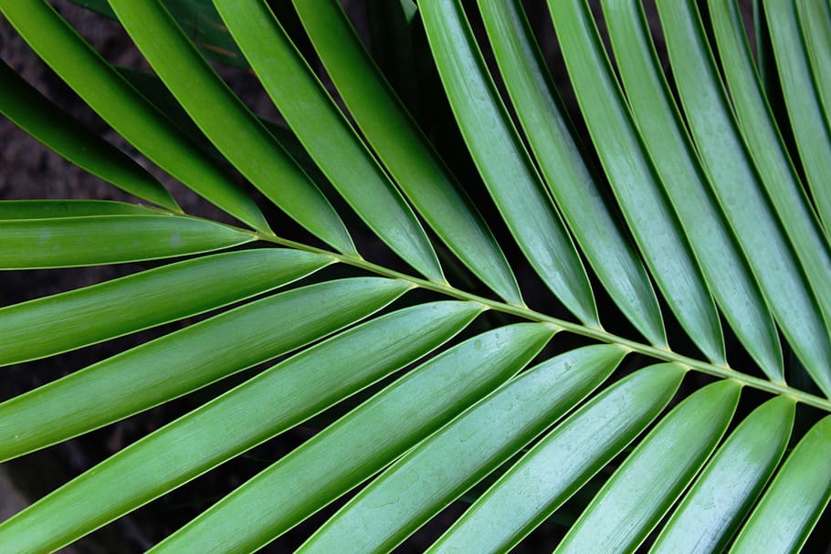 spain, madrid, leaf, green, green color, full frame, backgrounds HD wallpaper