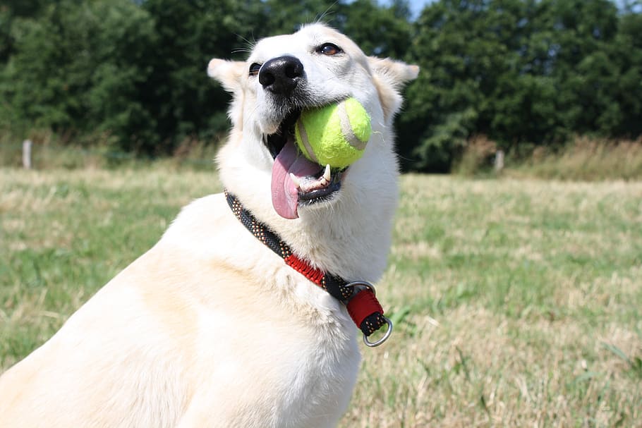 dog, ball, play, fun, summer, meadow, blanca, dog with ball, HD wallpaper