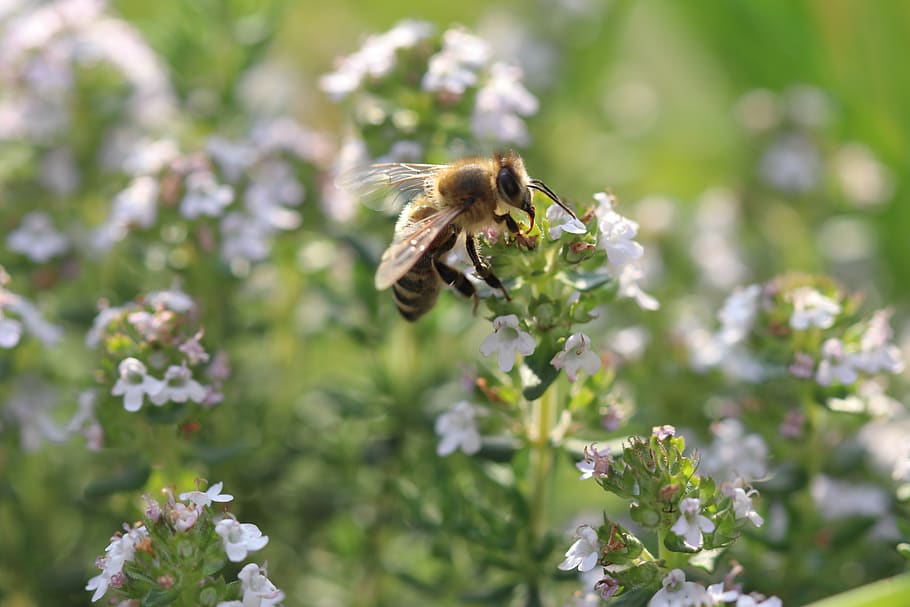 bee, flowers, macro, close up, honey bee, sprinkle, insect HD wallpaper